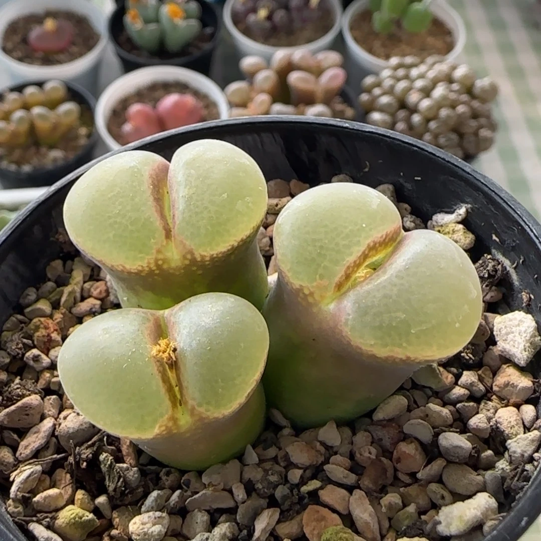 粉红女郎粉红女郎