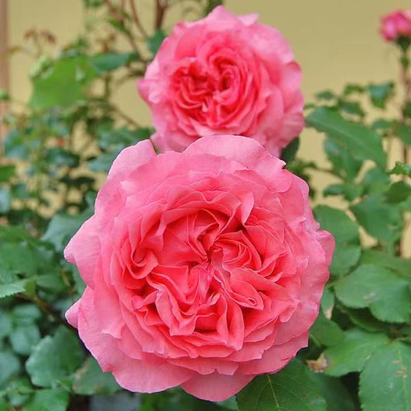 珊瑚果冻 四季开花浓香月季玫瑰 阳台大花勤花红色绝代佳人月季