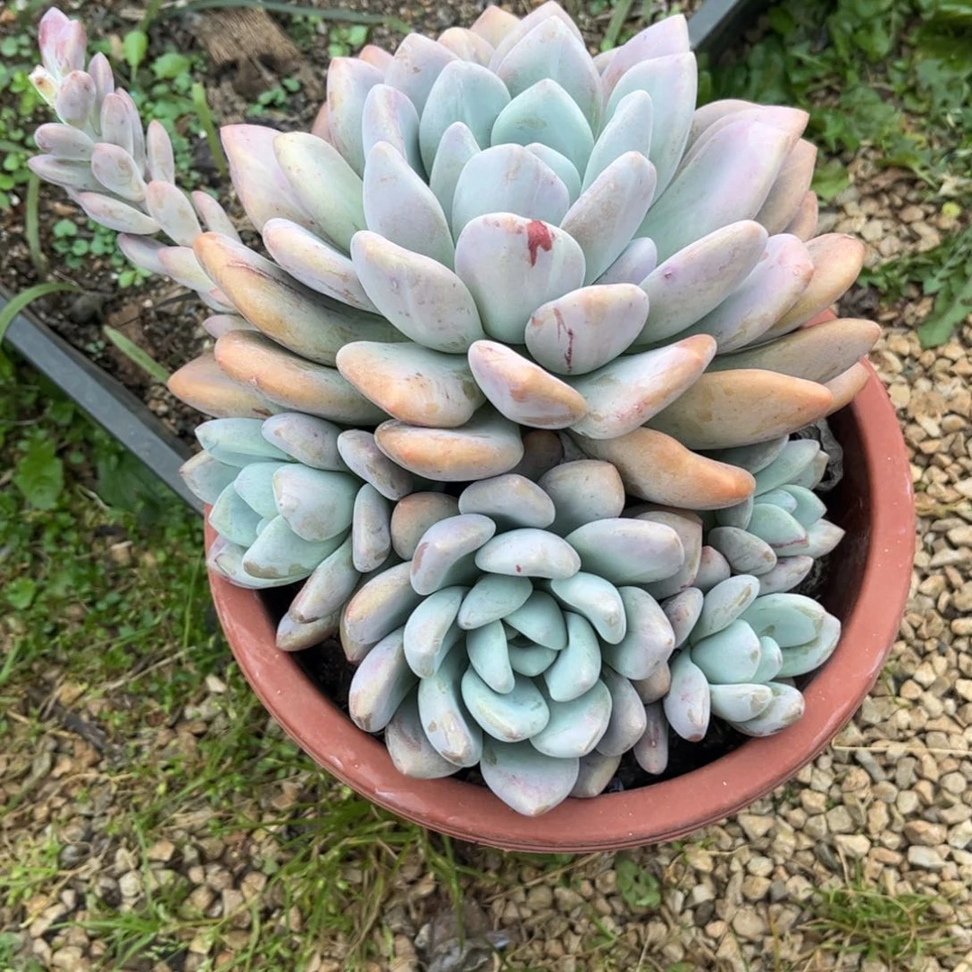 新疆西藏内蒙不发货，奥普