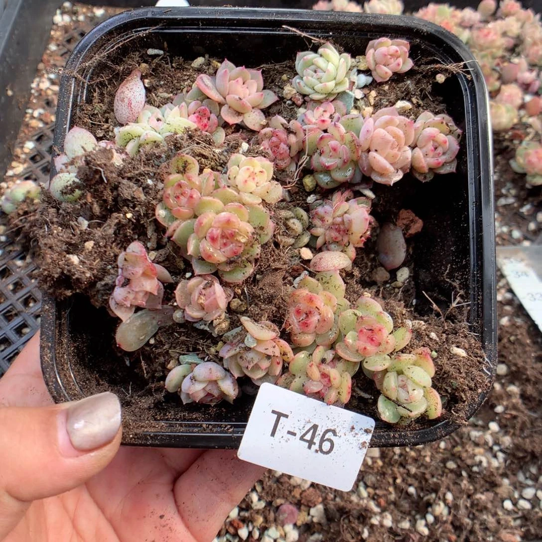 无花朵T46月英语英语