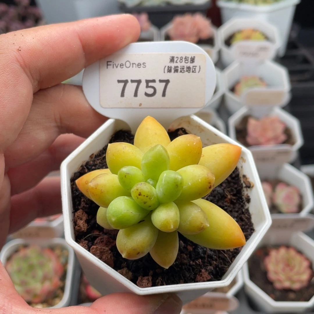 黄香蕉7757-5.5厘米