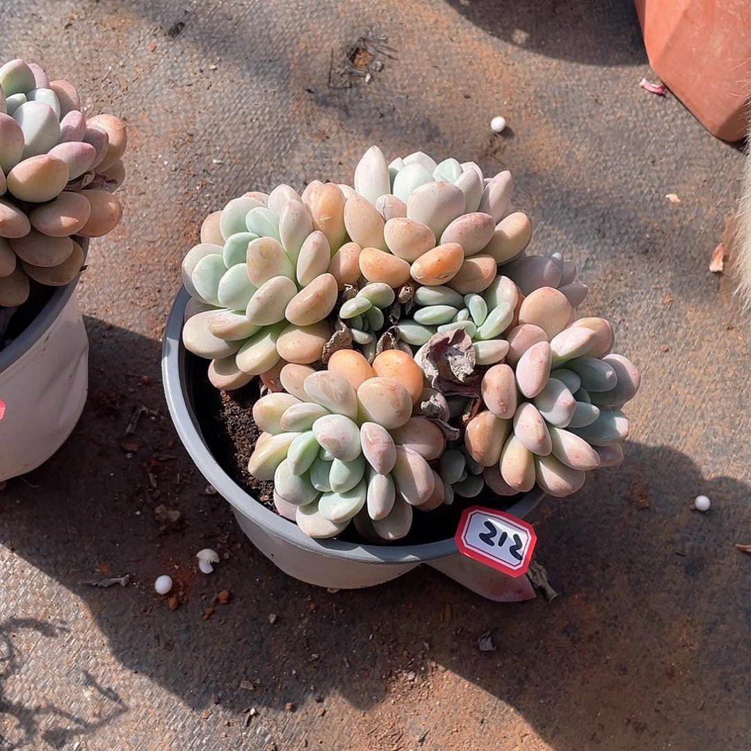 212白鹭 一物一拍多肉