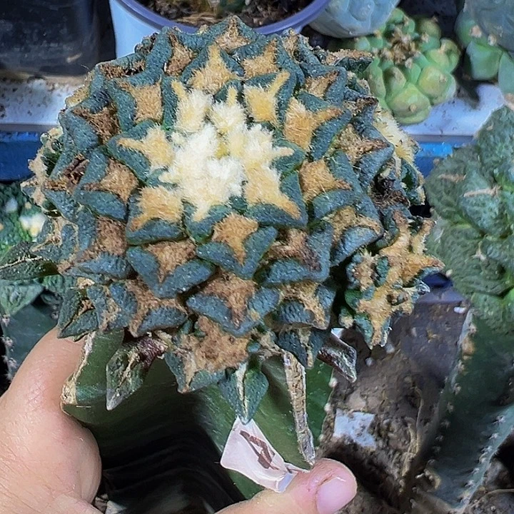 黑牡丹群437仙人球开花