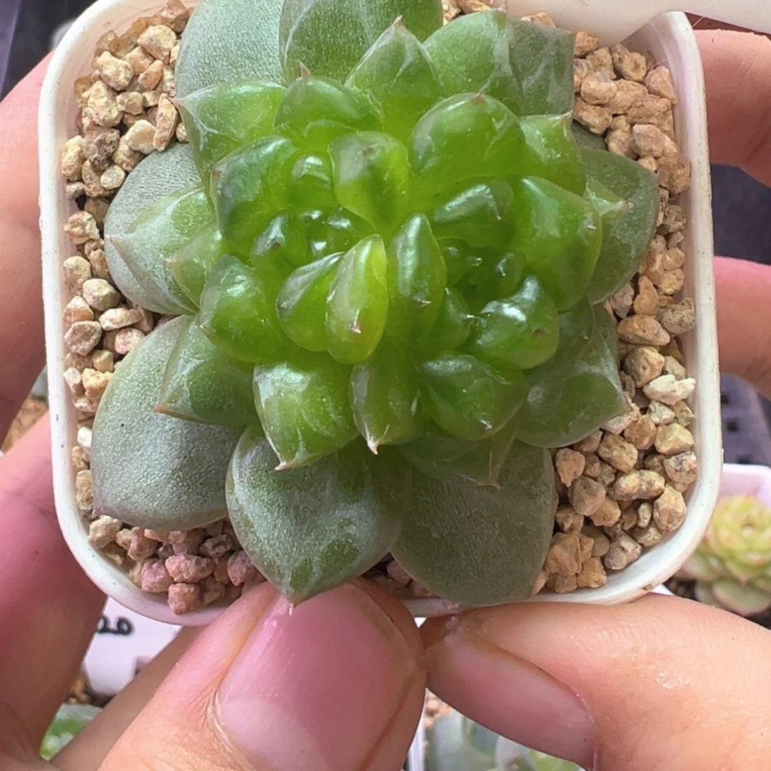 959号珍妮晗雨多肉