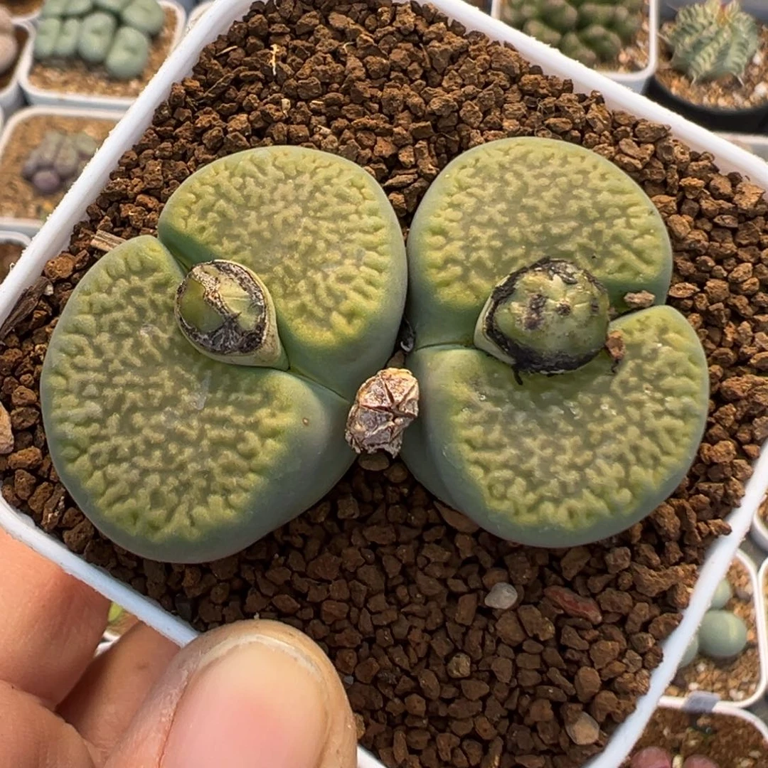 124多肉植物百科绿富贵