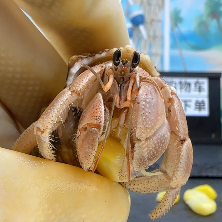 A27橘色 西沙1.9cm口径