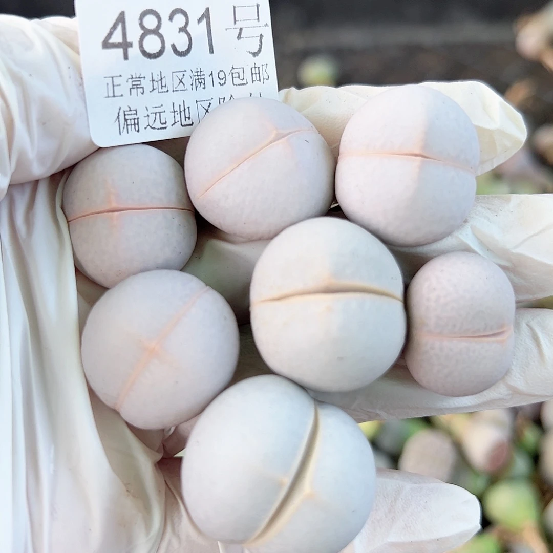 4831四年高尔夫7个2cm左右部分有老