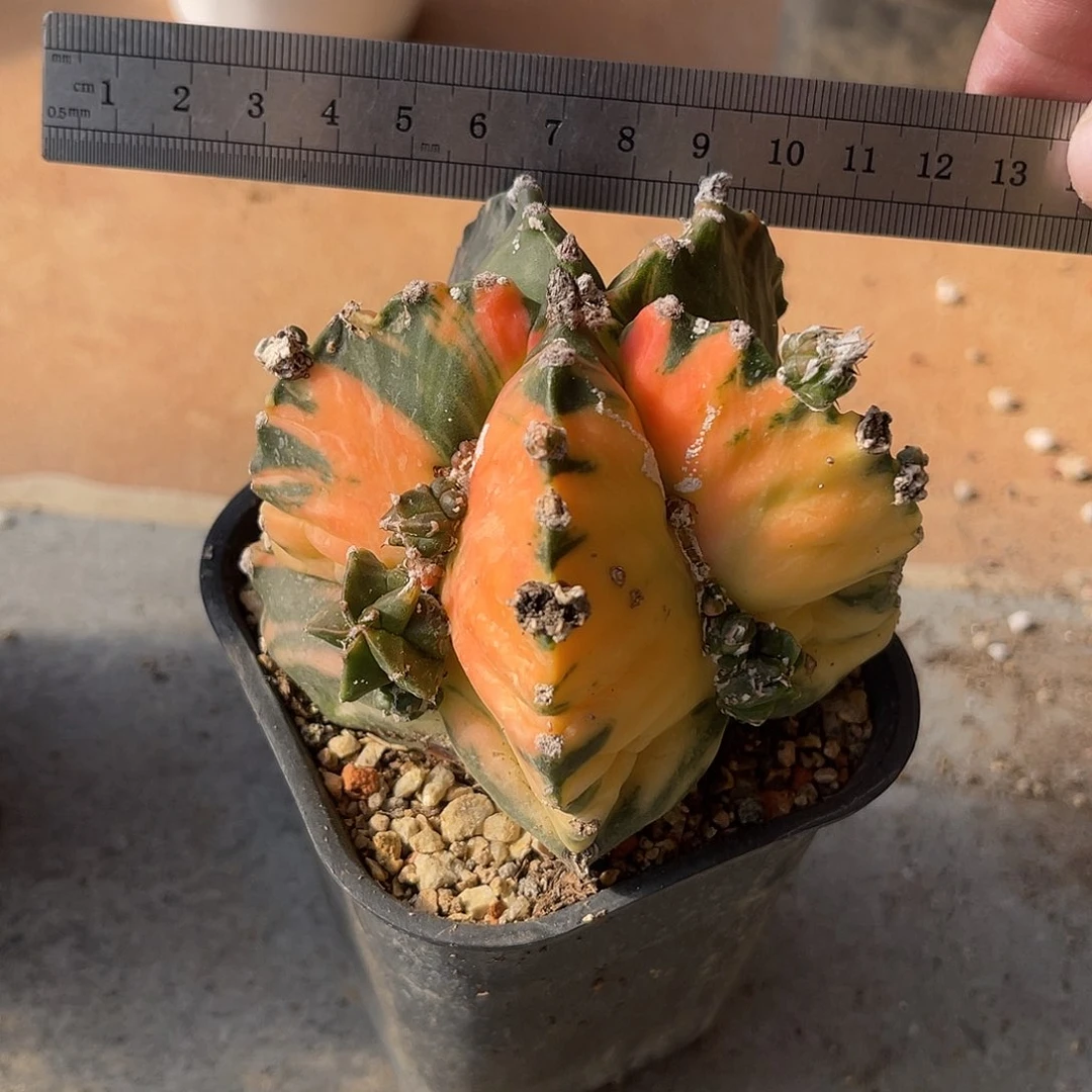 龟甲鸾凤玉一物一拍