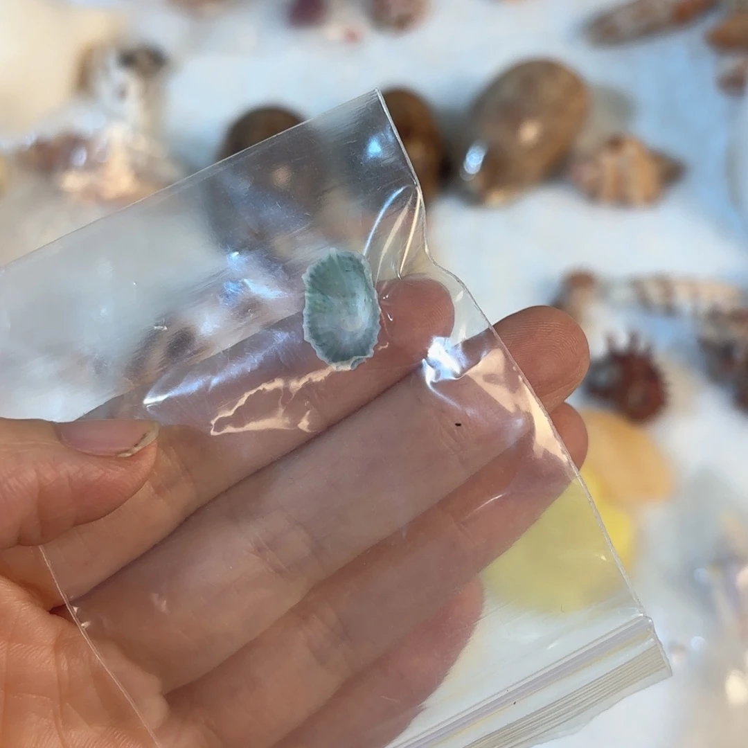 大***旺天然海螺贝壳标本福利