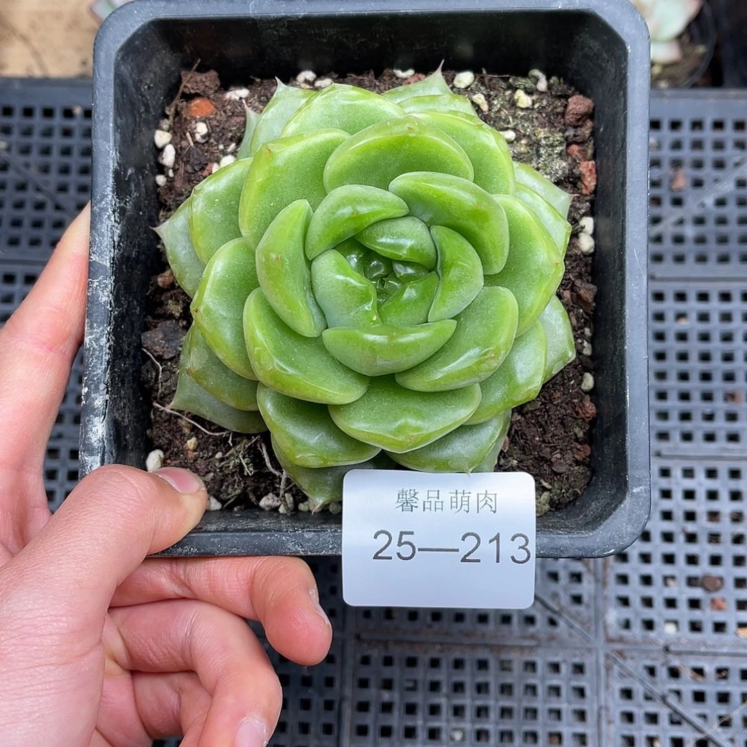 多肉一物一拍25-213