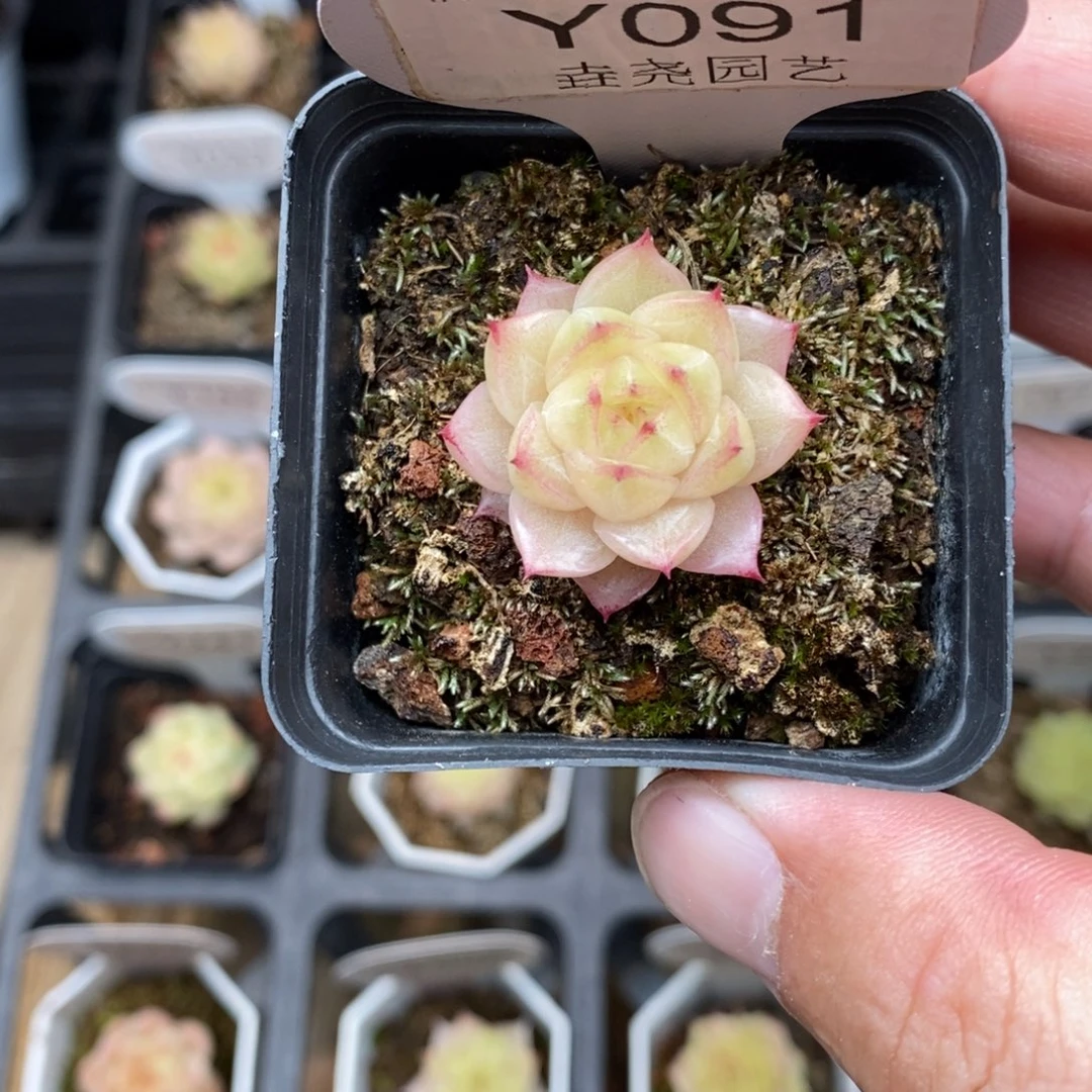 0091 麦秆单头 2.5cm