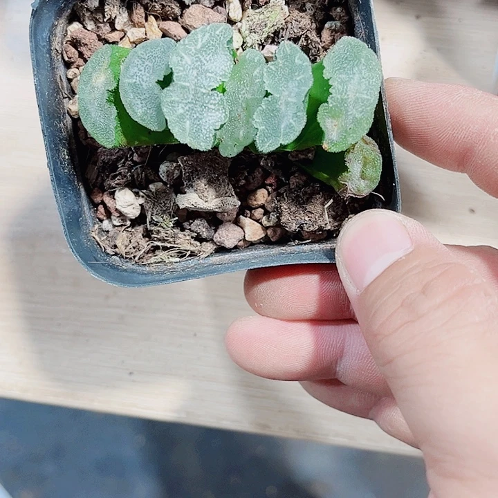 猛犸玉扇新手好养的