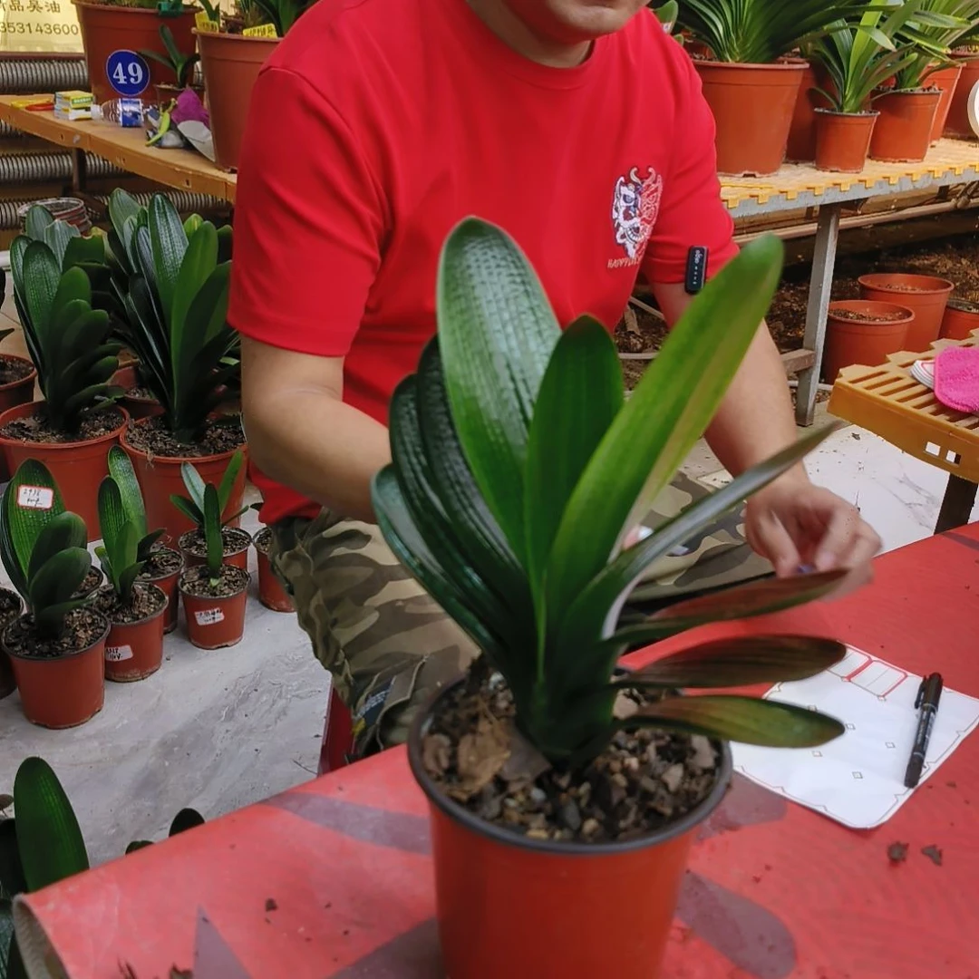 姬***刚当前无花栽培后可以开花