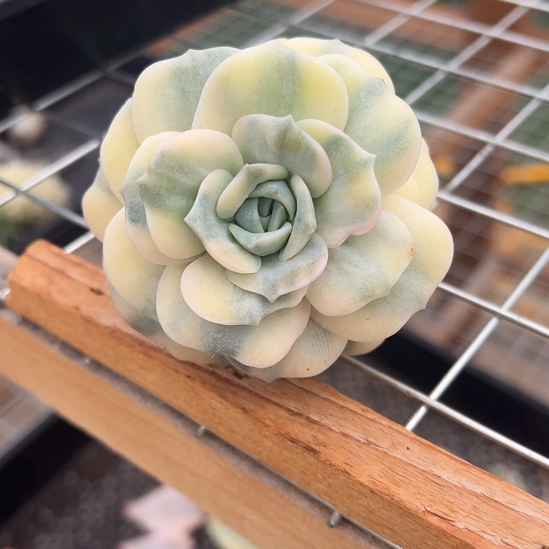 可爱玫瑰白腹轮锦 婕宝一物一拍