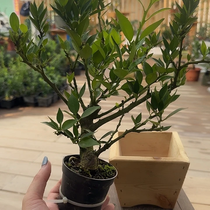 一***毛直播间八房柑一物一拍