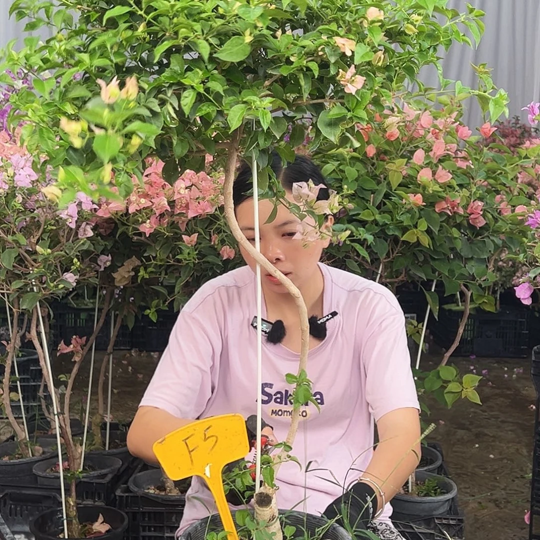 平***乐大部分花苞少量开放F5魔法樱花