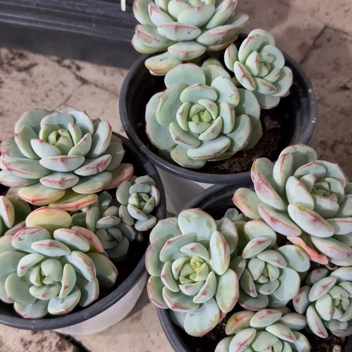 香草。