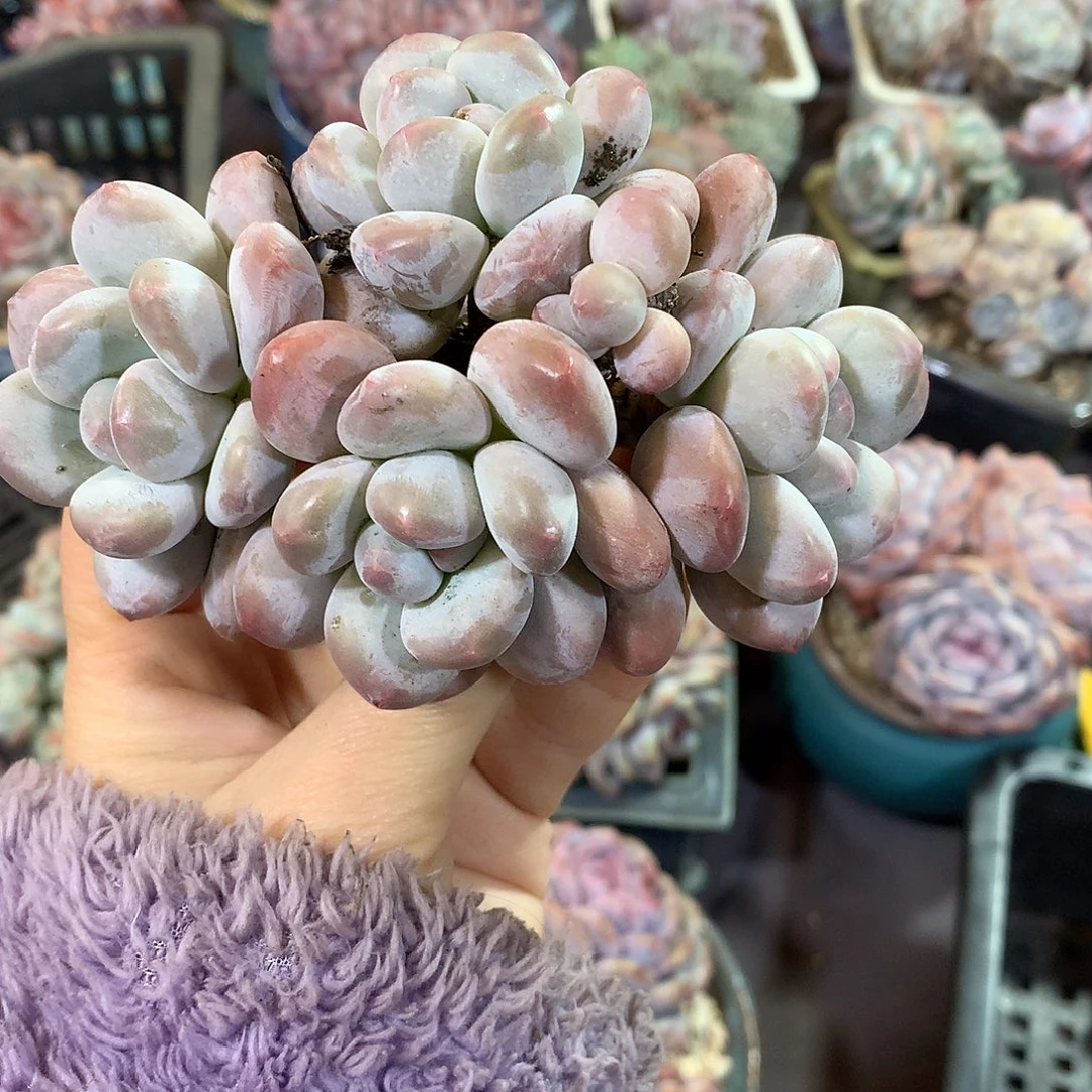 哈哈哈哈哈哈哈石榴籽