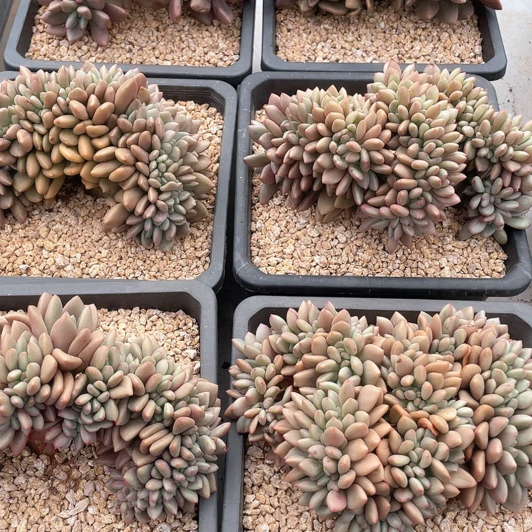 桃花源缀化18厘米可挑