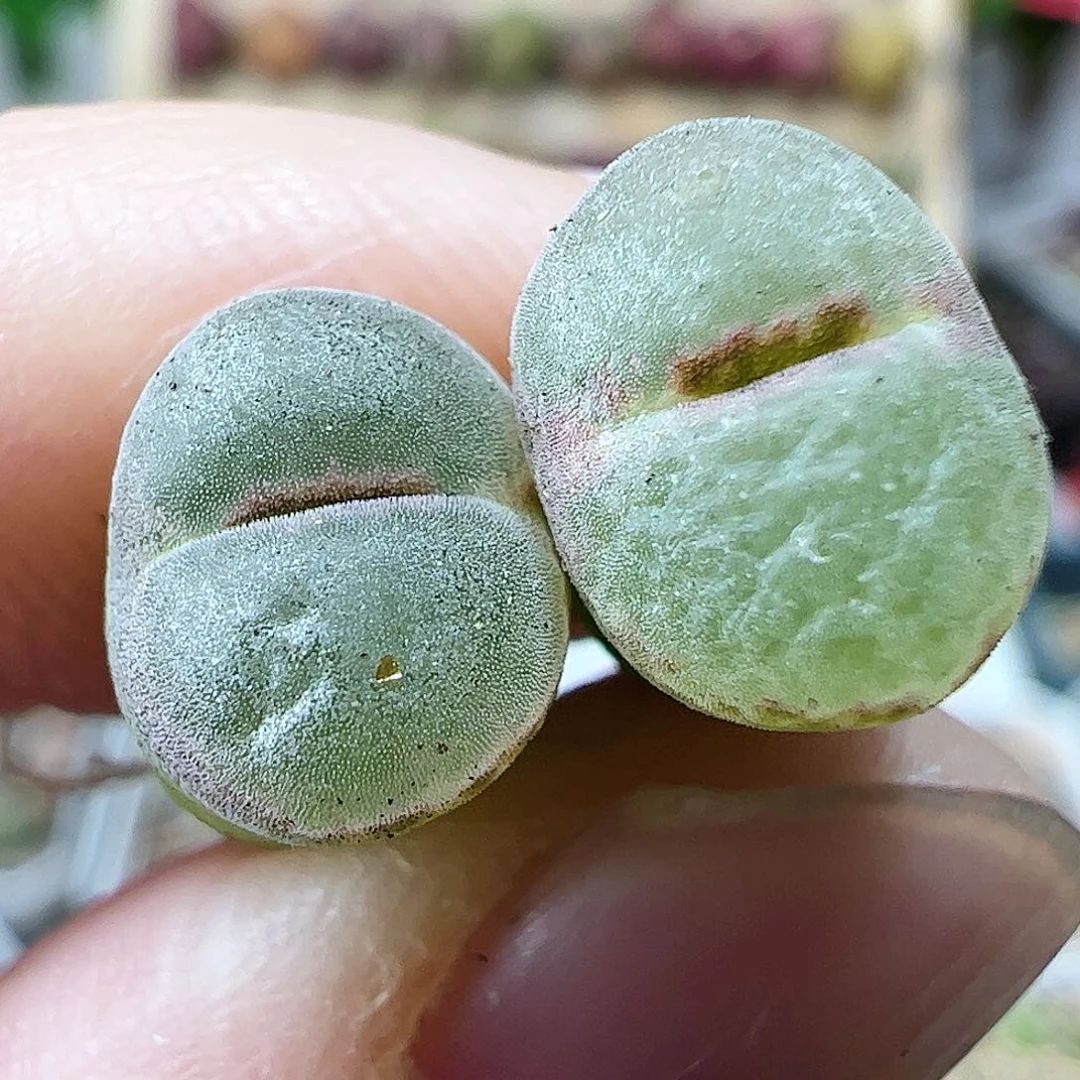 2年粉女………………………………………