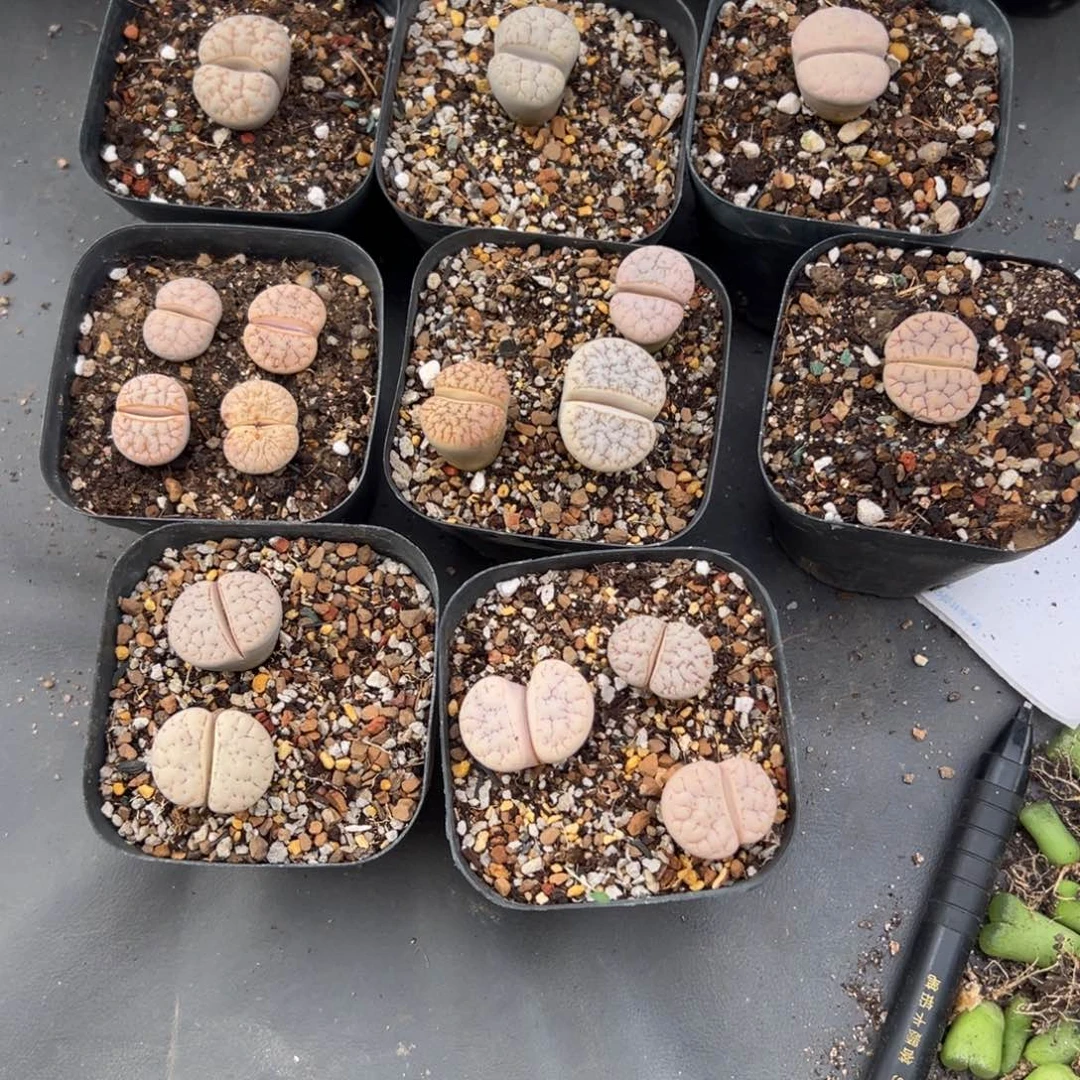 奕***艺8.7好看的多肉脱土发货313