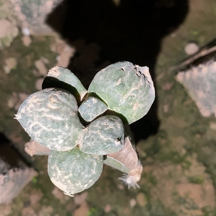 三角接牛舌青瓷怒