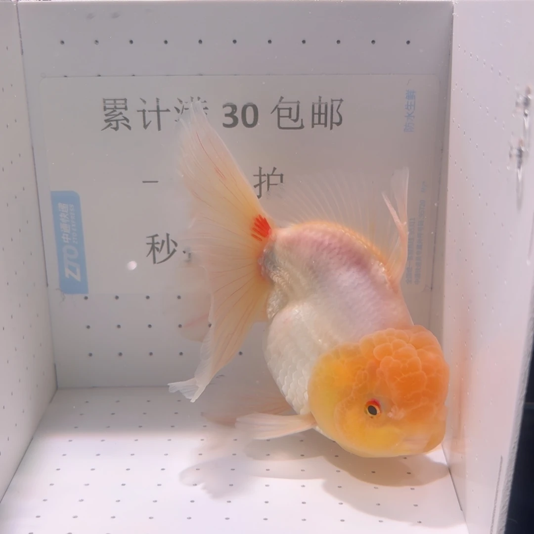 金鱼一条大白百褶泰狮