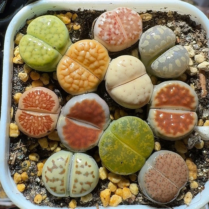 生石花111111111。   181