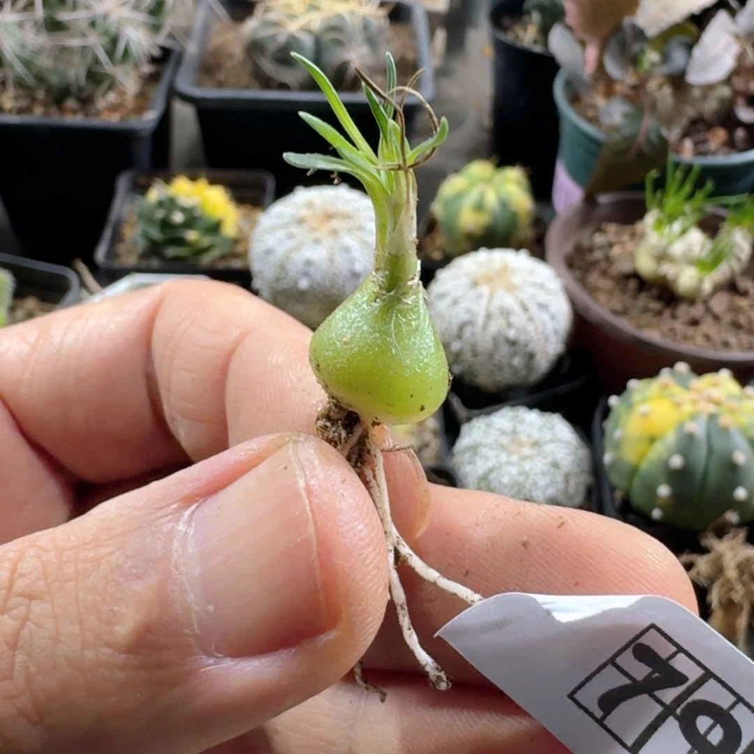 790mini海葱脱土发货