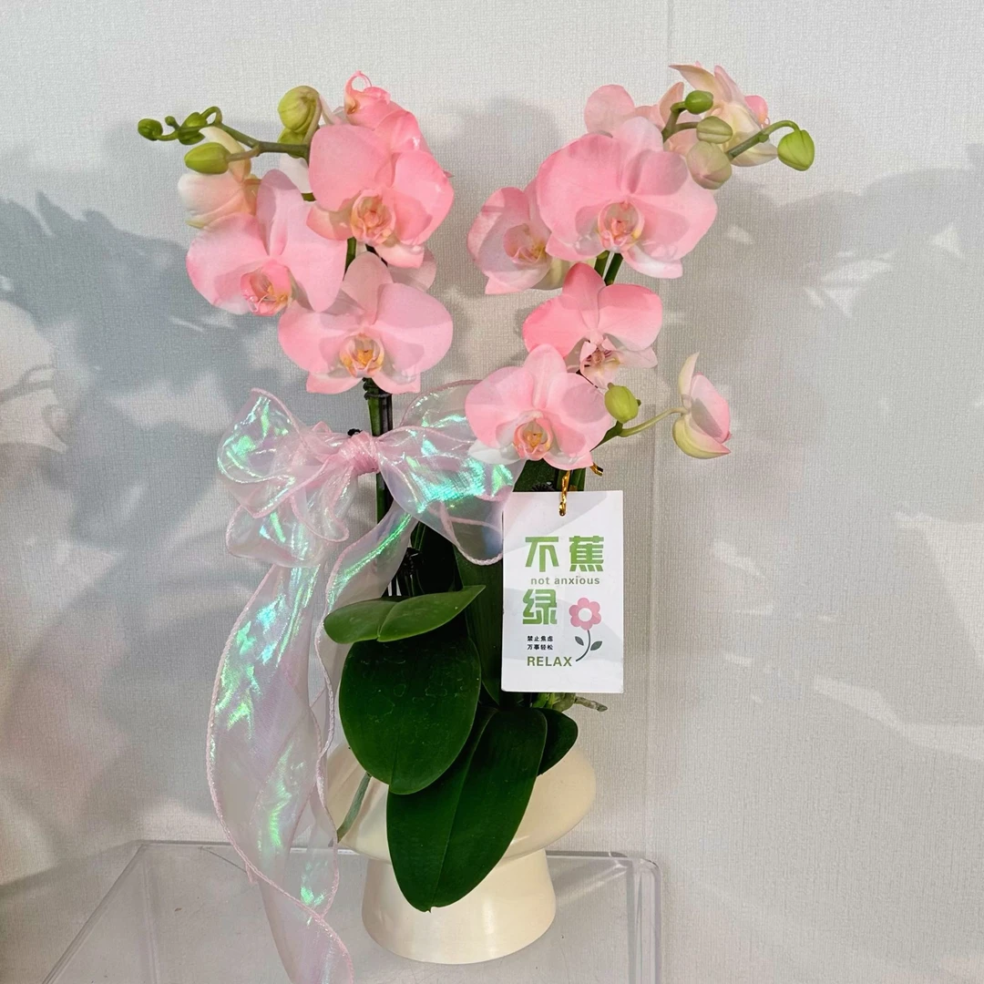 【火烈鸟-组盆】（粉色系）蝴蝶兰盆栽组盆马卡龙稀缺色系喷色开花株