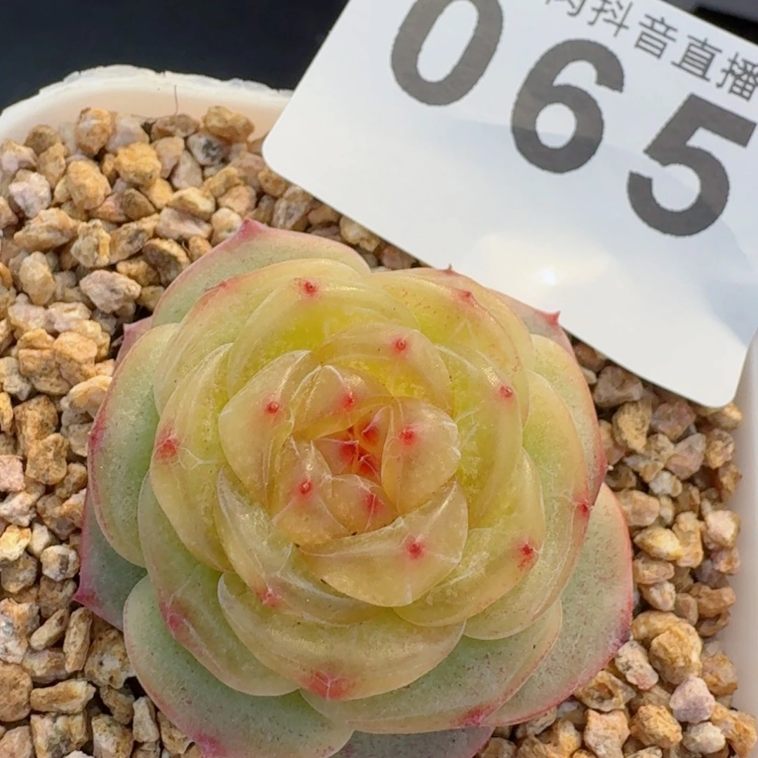 亮宝模特         精品多肉