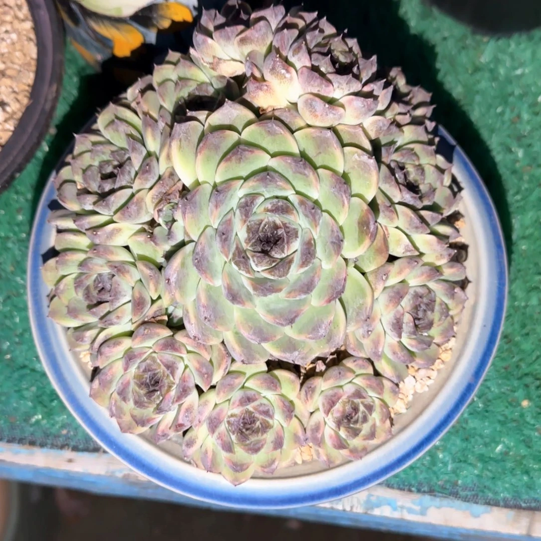 多肉植物多肉植物