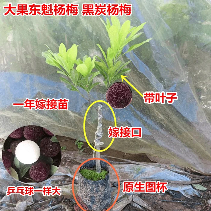 广西果树苗大果东魁杨梅黑炭杨梅大乌梅水晶白梅嫁接苗