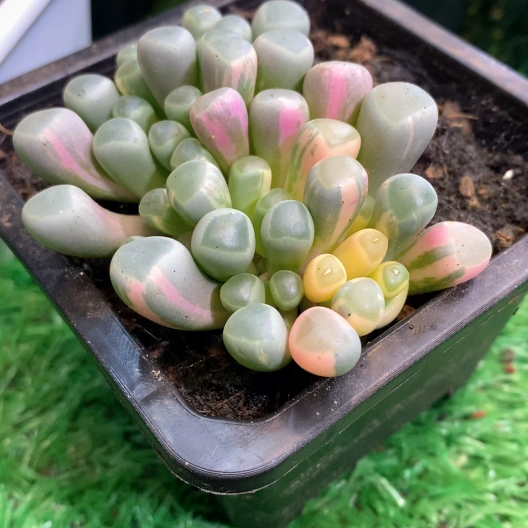 五十玲玉锦多肉锦