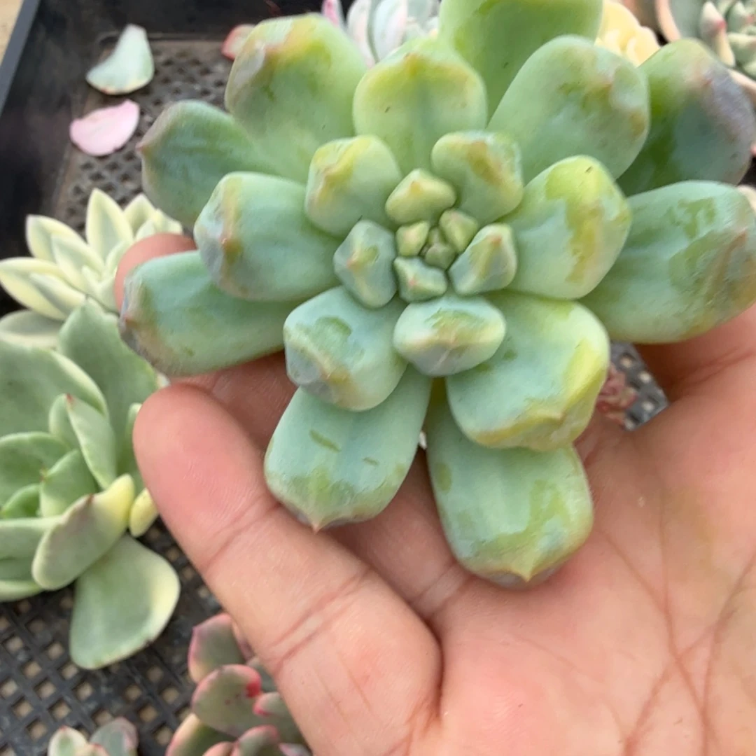 超奶锦，多肉锦多肉