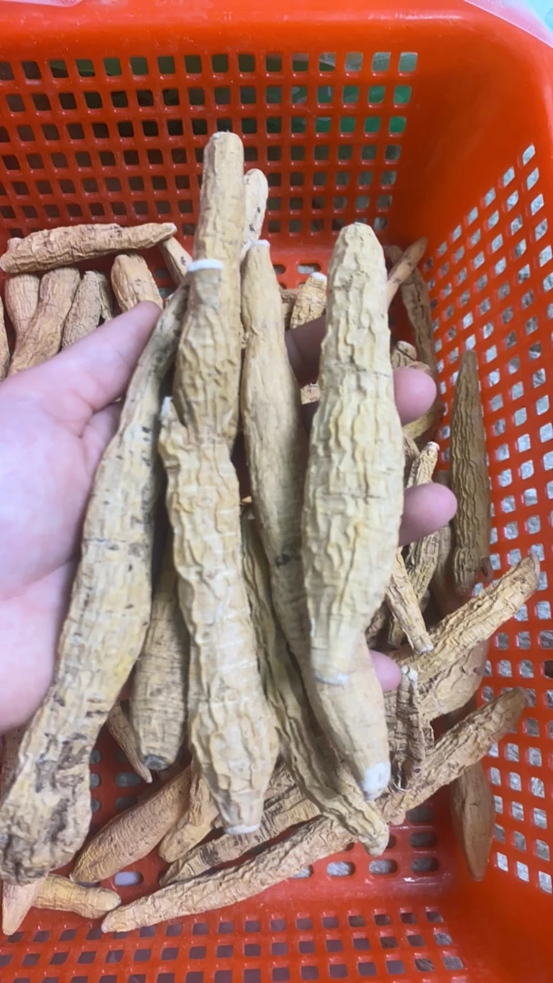 深山野挖牛大力【干】整棵泡酒