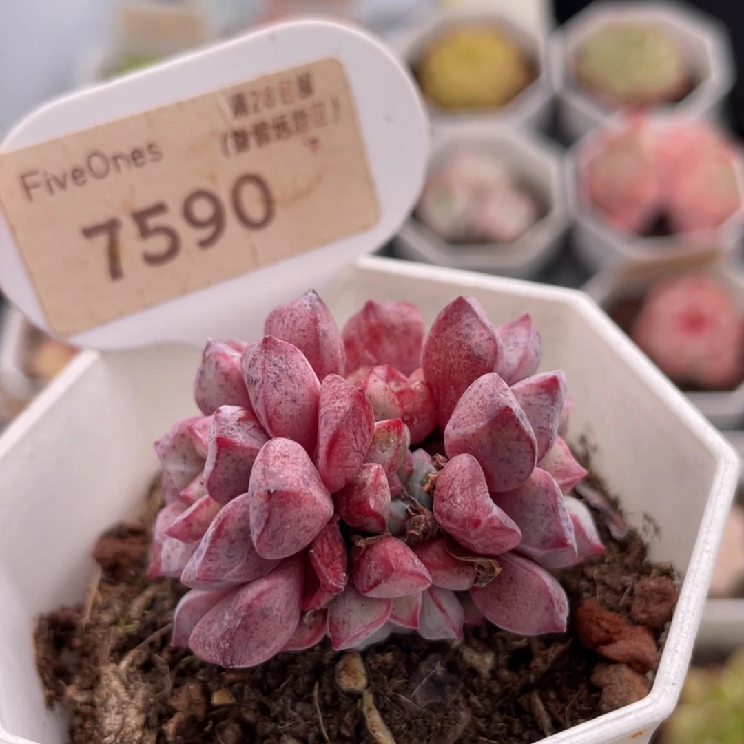 蓝宝石7590-4.0厘米