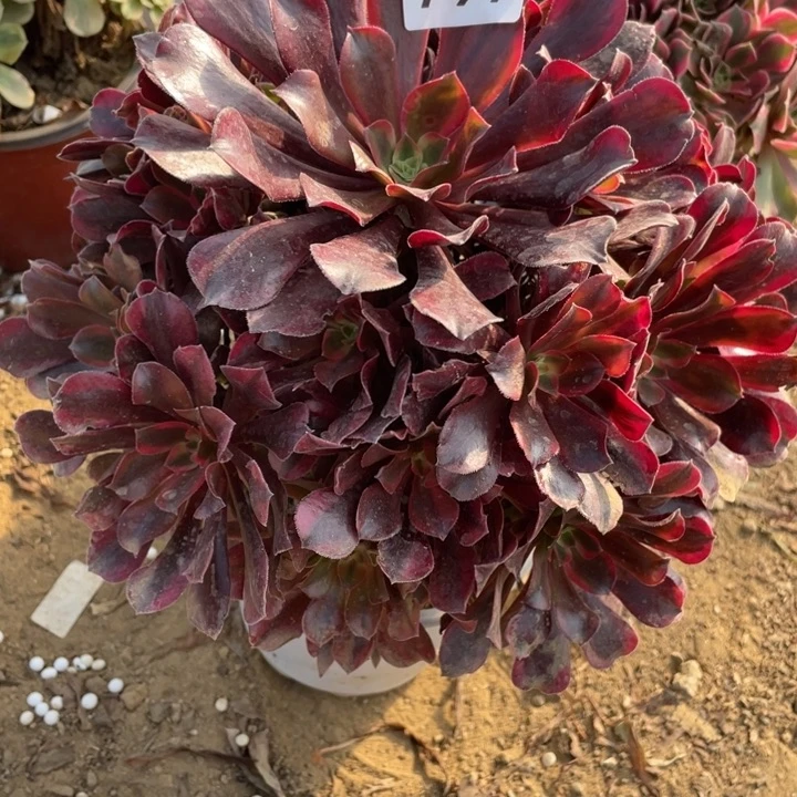 完全开放797多肉植物蒙娜丽莎