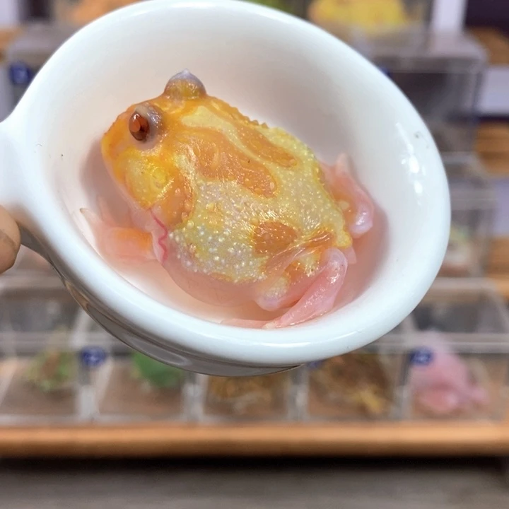 角蛙601号三基因红魔童变异