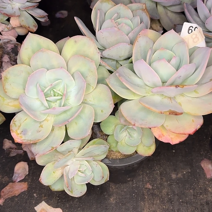 木***姐多肉植物一物一拍白凤645