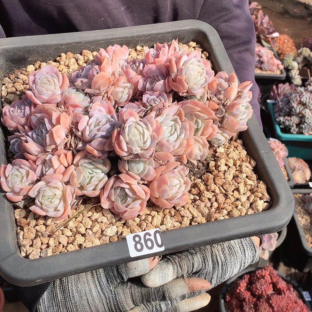 860西娜 一物一拍多肉