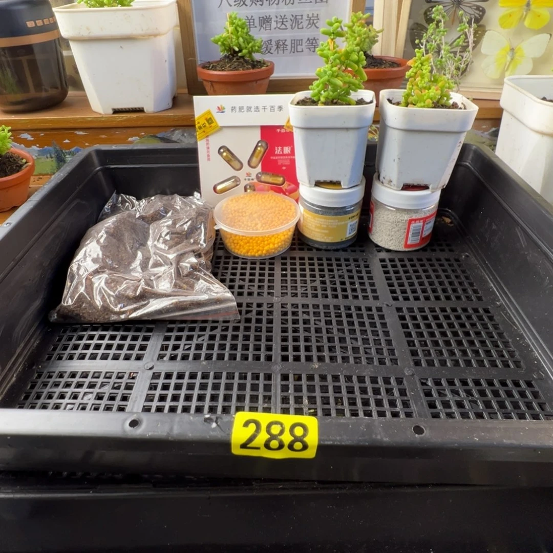 枝干番杏福利单288