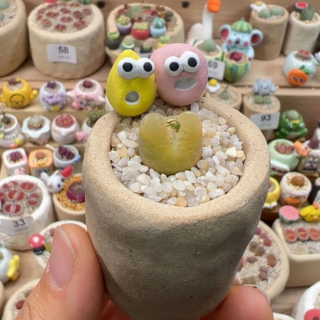 多肉植物90号黄毛