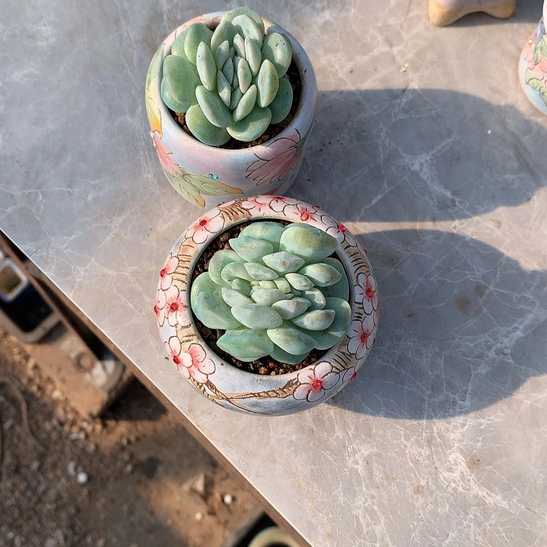 一****串一物一拍，冰玉缀化两颗