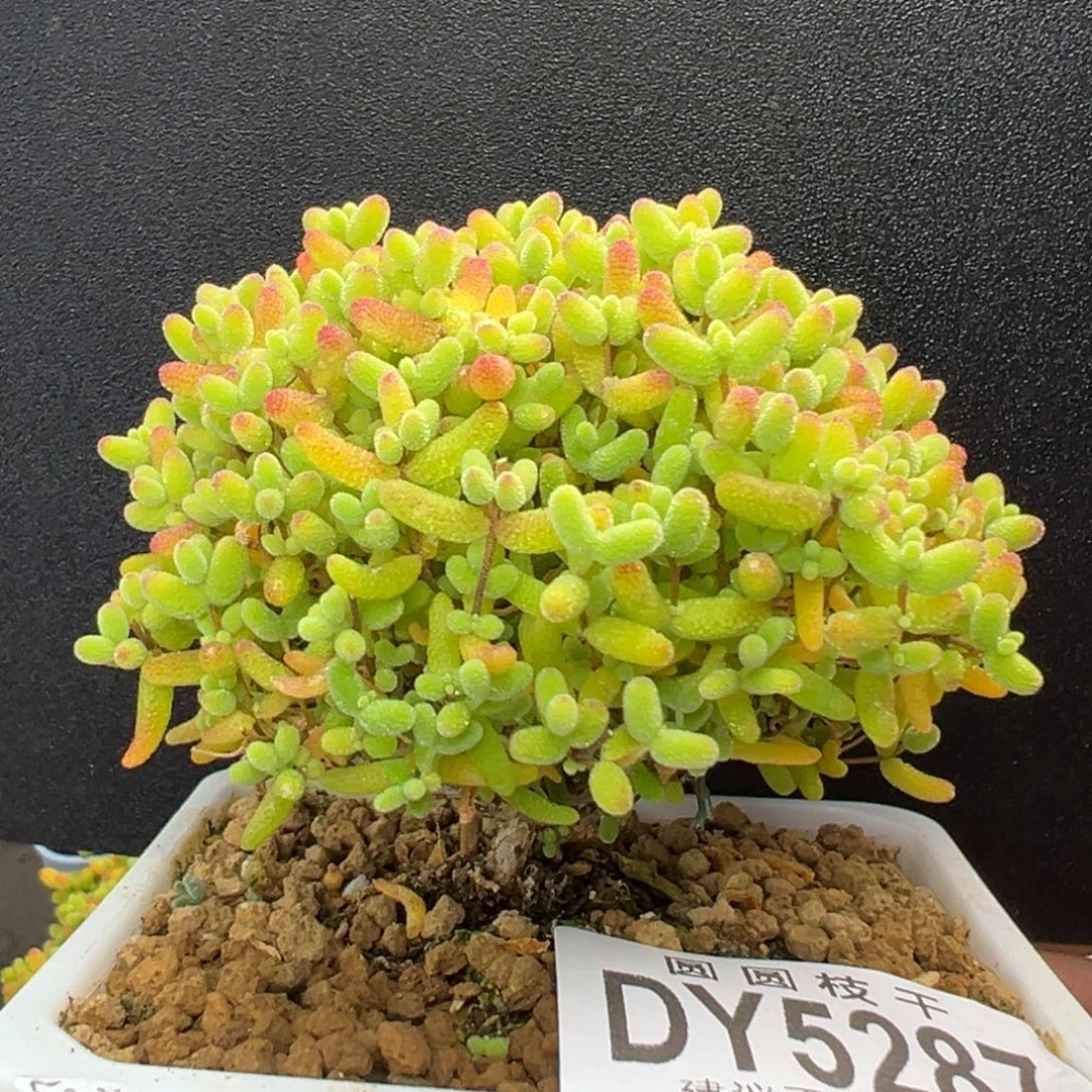 dy5287蘑菇头蜜橘糖球冠幅7.6cm