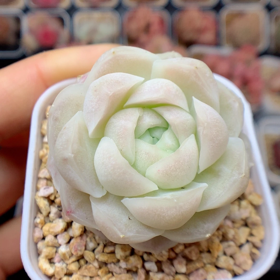 多肉植物。  月影系24