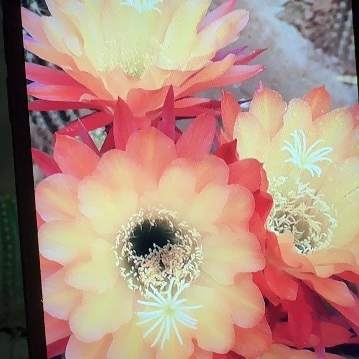 法三侧芽5公分左右毛花柱（20包邮）