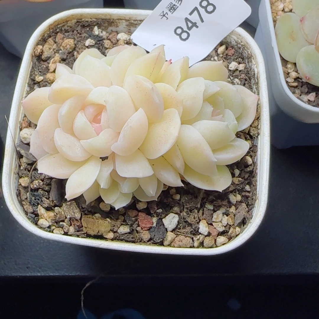 孤月珍妮群，8478多肉植物