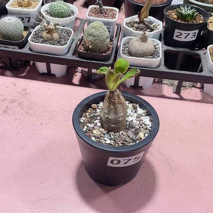 075产地土拨鼠大戟块根