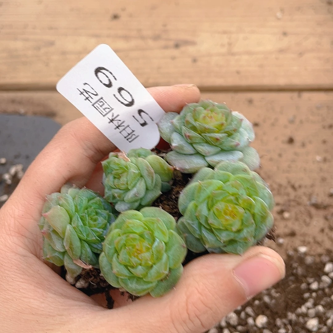 多肉植物多肉植物569